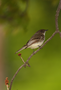 research:topics:image-based_3d_reconstruction:bird_input.png