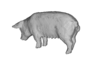 research:topics:image-based_3d_reconstruction:pig_1.png